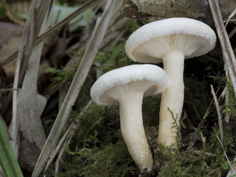 Lactarius scoticus